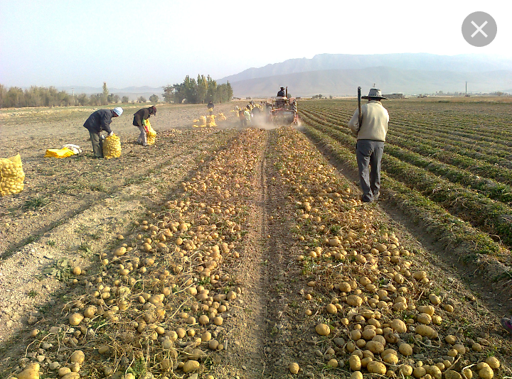 قیمت کود مرغی