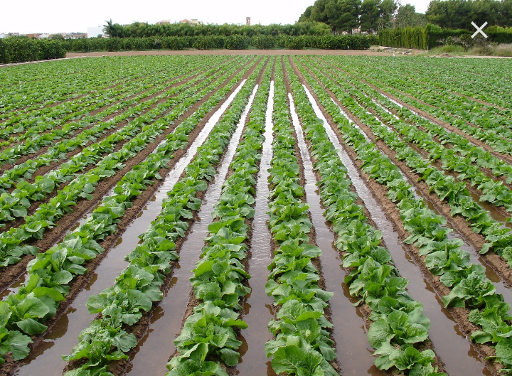 قیمت کود مرغی