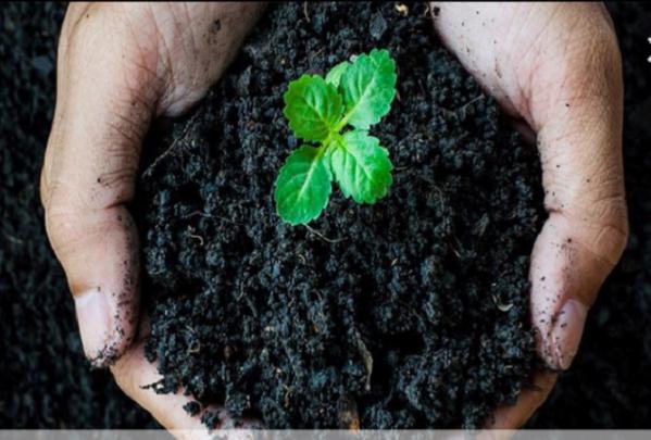 خریدار کود اسید هیومیک پودری و مایع