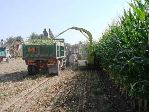 مصرف کود هیومیک اسید با چه کودی بیشترین تاثیر را دارد؟