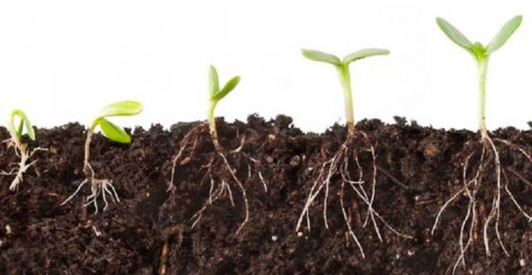 لیست قیمت هیومیک اسید در بازار