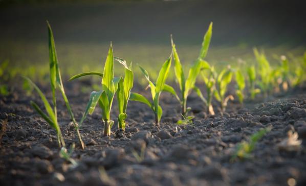 جایگاه کود هیومیک اسید در کشاورزی ایران