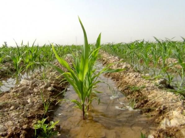 انواع مصارف کود در کشاورزی ایران