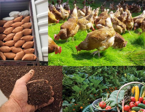 توزیع عمده کود مرغی ارگانیک به سراسر کشور