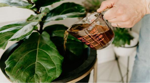 استفاده از کود 3 بیست npk در گلخانه ها