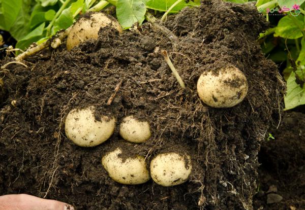 فروشگاه کود سه بیست پودری اسپانیا