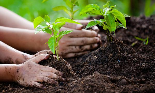 عناصر تشکیل دهنده کود سه بیست