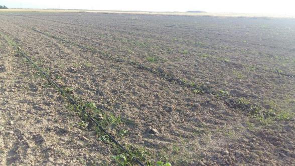 شرکت های صادر کننده کود سه بیست به خارج