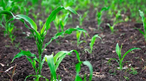 ارائه کود 3 بیست در همدان