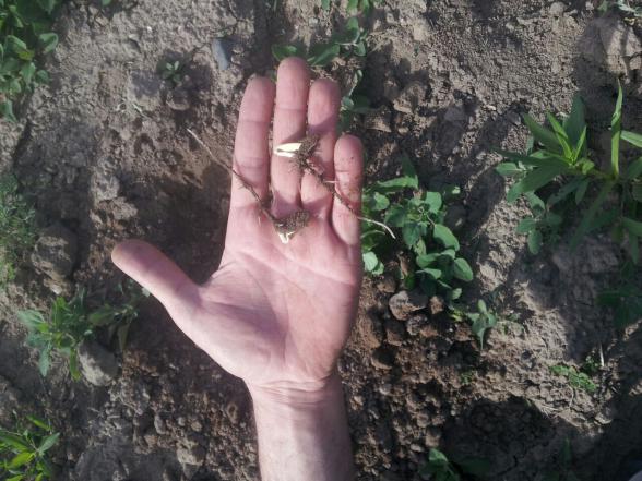 عرضه کود آهن برای درختان میوه 