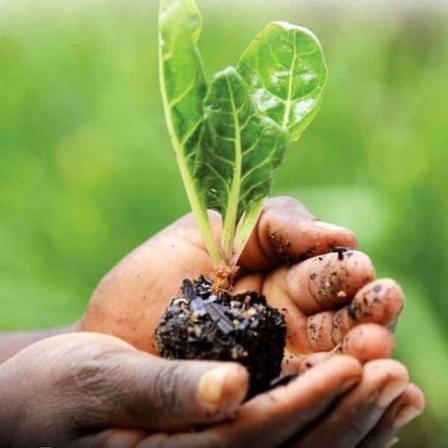 تولید و ارسال کود آهن به سراسر کشور