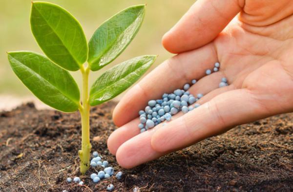 مقایسه کود سه بیست هلندی و ایرانی