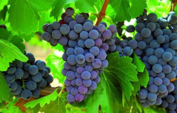 نحوه مصرف کود ۲۰ ۲۰ ۲۰ برای انگور 