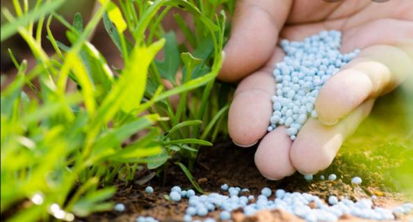 نحوه مصرف کود ۲۰ ۲۰ ۲۰ برای گیاهان
