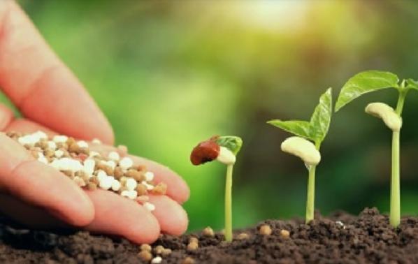 نرخ روز کود سولو پتاس 25 کیلویی در بازار 