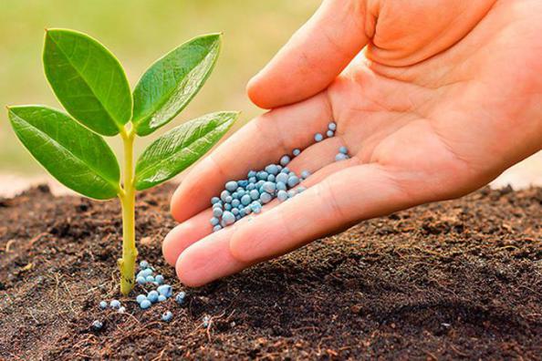 تولید کننده کود ۲۰ ۲۰ ۲۰ پودری در ایران