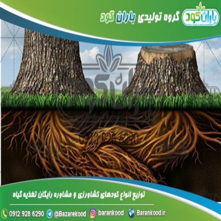 مرکز توزیع کود مرغی مایع مخصوص خیار